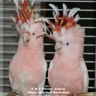 Business 1 image C & C FARMS AVIARY & EXOTIC PETS Shopping in Windsor ON