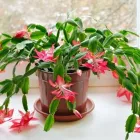 Entreprises 2 image CAMEO BLOOMS Shopping dans Edmonton AB