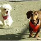 Entreprises 2 image CANINE CAMPUS DOG DAYCARE AND SCHOOL LTD. Pet Sitters dans Westbank BC