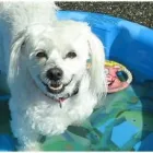 Entreprises 3 image CANINE CAMPUS DOG DAYCARE AND SCHOOL LTD. Pet Sitters dans Westbank BC