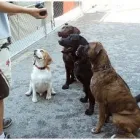 Entreprises 4 image CANINE CAMPUS DOG DAYCARE AND SCHOOL LTD. Pet Sitters dans Westbank BC