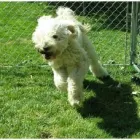 Entreprises 5 image CANINE CAMPUS DOG DAYCARE AND SCHOOL LTD. Pet Sitters dans Westbank BC