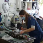 Entreprises 4 image CHATS MONTRÉAL-CLINIQUE VÉTÉRINAIRE POUR CHATS Veterinarians dans Montréal QC