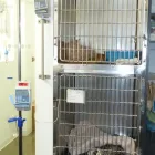 Entreprises 5 image CHATS MONTRÉAL-CLINIQUE VÉTÉRINAIRE POUR CHATS Veterinarians dans Montréal QC