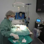Entreprises 6 image CHATS MONTRÉAL-CLINIQUE VÉTÉRINAIRE POUR CHATS Veterinarians dans Montréal QC