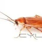 Business 5 image CITY PEST CONTROL INC Pest Control Equipment & Supplies in Brampton ON