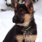 Business 5 image CITYWIDE GERMAN SHEPHERDS Pet Breeders in North York ON