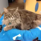 Entreprises 5 image CLINIQUE VÉTÉRINAIRE ST JEAN BAPTISTE Veterinarians dans Pointe-aux-trembles QC