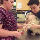 Entreprises 3 image CLINIQUE VÉTÉRINAIRE ST JEAN BAPTISTE Veterinarians dans Pointe-aux-trembles QC