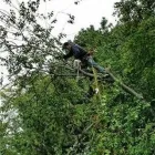 Entreprises 3 image DEREK'S TREE SERVICE INC Tree Work & Forestry Services dans Mississauga ON