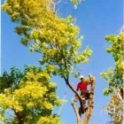 Entreprises 7 image DEREK'S TREE SERVICE INC Tree Work & Forestry Services dans Mississauga ON