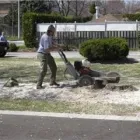 Entreprises 1 image DEREK'S TREE SERVICE INC Tree Work & Forestry Services dans Mississauga ON