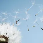 Entreprises 1 image DR EVA HELPARD COUNSELLING & PSYCHOTHERAPY Legal & Financial Services dans Kelowna BC