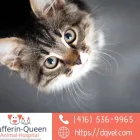 Entreprises 2 image DUFFERIN QUEEN ANIMAL HOSPITAL Veterinarians dans Toronto ON