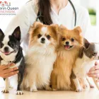 Entreprises 3 image DUFFERIN QUEEN ANIMAL HOSPITAL Veterinarians dans Toronto ON