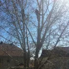 Entreprises 5 image ÉLAGAGE ARBORICUREUIL INC | PIERREFONDS Tree Work & Forestry Services dans Pierrefonds QC