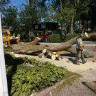 Entreprises 6 image ÉLAGAGE ARBORICUREUIL INC | PIERREFONDS Tree Work & Forestry Services dans Pierrefonds QC