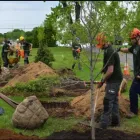 Entreprises 9 image ÉLAGAGE ARBORICUREUIL INC | PIERREFONDS Tree Work & Forestry Services dans Pierrefonds QC