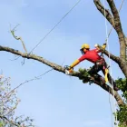 Entreprises 10 image ÉLAGAGE ARBORICUREUIL INC | PIERREFONDS Tree Work & Forestry Services dans Pierrefonds QC