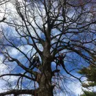 Entreprises 11 image ÉLAGAGE ARBORICUREUIL INC | PIERREFONDS Tree Work & Forestry Services dans Pierrefonds QC