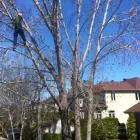 Entreprises 16 image ÉLAGAGE ARBORICUREUIL INC | PIERREFONDS Tree Work & Forestry Services dans Pierrefonds QC