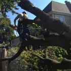 Entreprises 1 image ÉLAGAGE ARBORICUREUIL INC | PIERREFONDS Tree Work & Forestry Services dans Pierrefonds QC