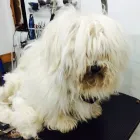 Entreprises 1 image ELAINE'S POODLE PARLOUR Pet Grooming Services dans Dartmouth NS