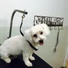 Entreprises 5 image ELAINE'S POODLE PARLOUR Pet Grooming Services dans Dartmouth NS