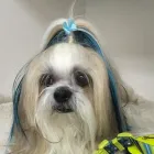 Entreprises 6 image ELAINE'S POODLE PARLOUR Pet Grooming Services dans Dartmouth NS