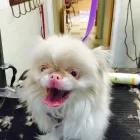 Entreprises 8 image ELAINE'S POODLE PARLOUR Pet Grooming Services dans Dartmouth NS