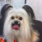 Entreprises 9 image ELAINE'S POODLE PARLOUR Pet Grooming Services dans Dartmouth NS