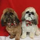 Entreprises 2 image ELAINE'S POODLE PARLOUR Pet Grooming Services dans Dartmouth NS