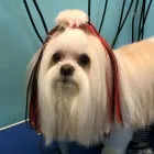 Entreprises 4 image ELAINE'S POODLE PARLOUR Pet Grooming Services dans Dartmouth NS