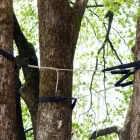 Business 3 image ETOBICOKE TREE SERVICE in Etobicoke ON