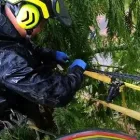 Business 4 image ETOBICOKE TREE SERVICE in Etobicoke ON