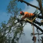 Business 6 image ETOBICOKE TREE SERVICE in Etobicoke ON