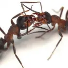 Entreprises 1 image EXTERMINATEURS ASSOCIÉS INC. Pest & Vermin Control dans Montréal QC