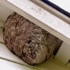 Entreprises 7 image EXTERMINATEURS ASSOCIÉS INC. Pest & Vermin Control dans Montréal QC