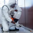 Entreprises 5 image EXTERMINATEURS MONTRÉAL - EXTERMINATEURS.ORG Pest & Vermin Control dans Montréal QC