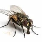 Business 5 image EXTERMINATION PK Pest & Vermin Control in Saint-Laurent QC