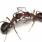 Business 1 image EXTERMINATION PK Pest & Vermin Control in Saint-Laurent QC