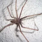 Business 2 image EXTERMINATION PK Pest & Vermin Control in Saint-Laurent QC