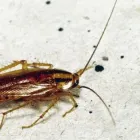 Business 8 image EXTERMINATION PK Pest & Vermin Control in Saint-Laurent QC