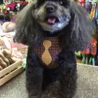 Business 3 image FAITHFUL FRIENDS PET FOOD & SUPPLIES Shopping in Richmond BC