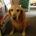 Business 1 image FAITHFUL FRIENDS PET FOOD & SUPPLIES Shopping in Richmond BC