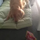 Business 13 image FAITHFUL FRIENDS PET FOOD & SUPPLIES Shopping in Richmond BC