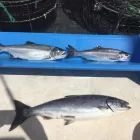 Business 3 image FIRST FISH CHARTERS travel & tourism in Vancouver BC