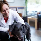 Business 2 image FISHER GLEN ANIMAL HOSPITAL Veterinarians in Nepean ON