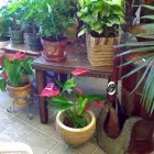 Business 5 image FLEURISTE FLORAMICALE Shopping in Montréal QC