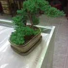 Business 6 image FLEURISTE FLORAMICALE Shopping in Montréal QC